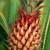 Pineapple Pineapple