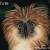 Philippine Eagle (Pithecuspagus)),the King of Philippine Skies Philippine Eagle (Pithecuspagus)),the King of Philippine Skies