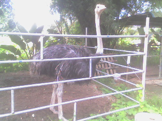 Ostrich at Lye Huat Garden