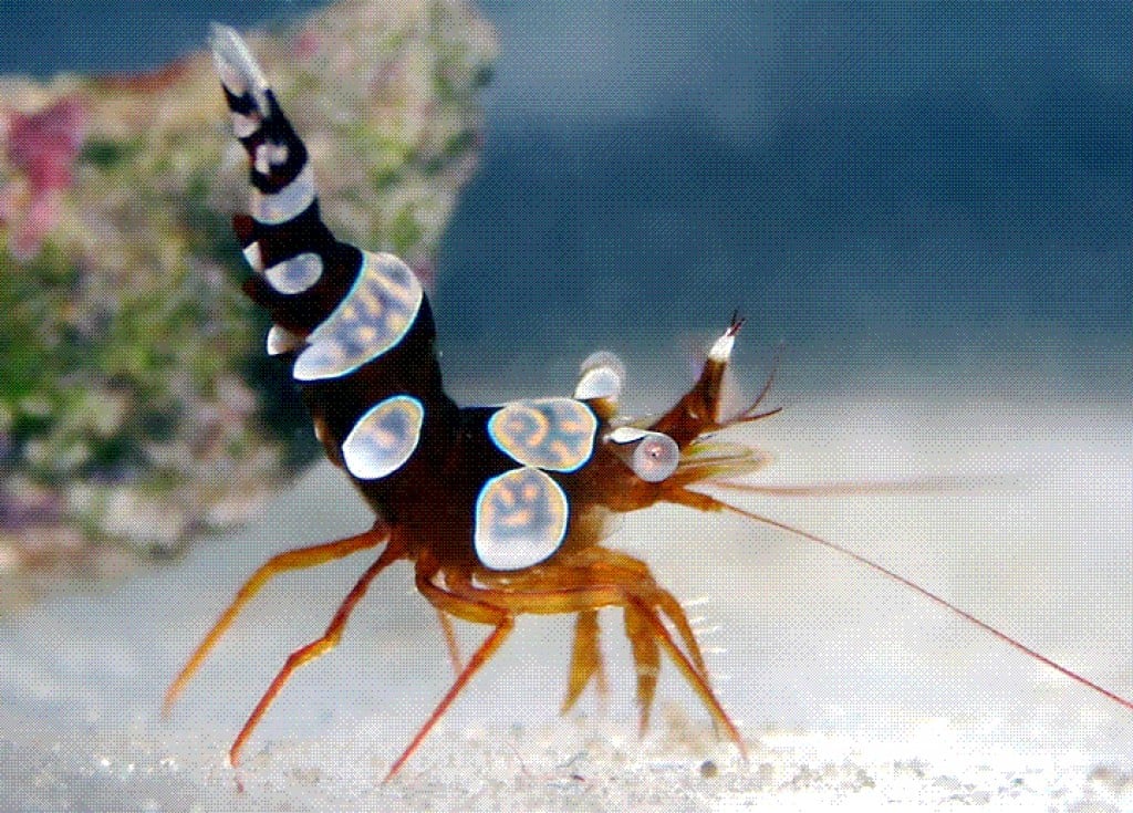 Sexy Shrimp Facts On The Tiny Sexy Shrimp 