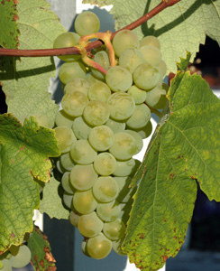 HubPages profile picture for @sauvignon