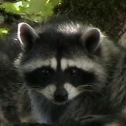 freeinfo27 profile image