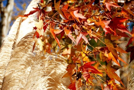 Pampas and Maple leaves Blowing in the Wind