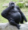 Gorilla.  Look at his fat store in the abdomen.      kjonah.instablogs.com