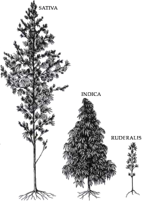 Cannabis Sativa, Indica, & Ruderalis. Image credit Wikicommons.