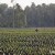 palm oil plantation palm oil plantation