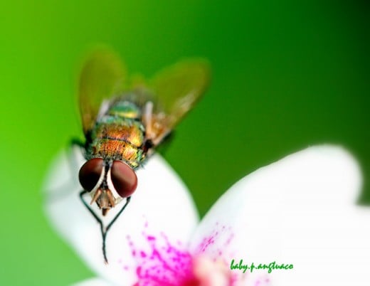 blowfly (greenbottle)