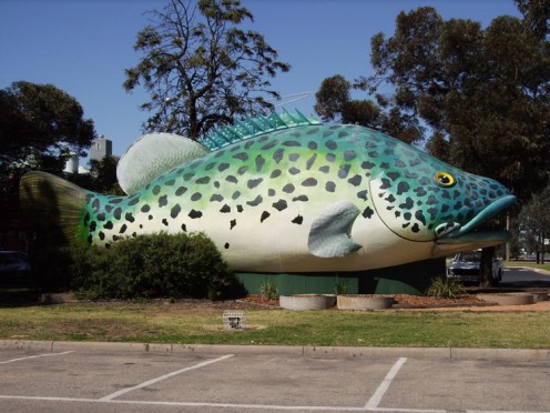 Murray Cod worth catching in Swan Hill (11 metres long)