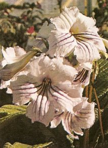 A bluish-pink hybrid form of Streptocarpus.