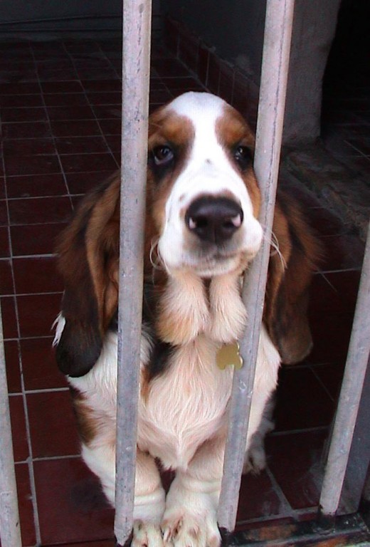 Worried? Dog Kennels don't have to be quite so heartbreaking.