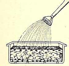 2. Scatter seeds evenly and add a thin layer of potting mixture, no thicker than depth of seed. Water well.