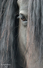 The Forelock and Mane of thick shiny hair.