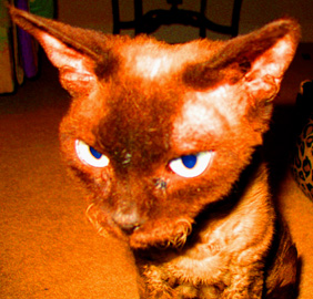 Note Duchess' patchy near-baldness & snapped-off whiskers