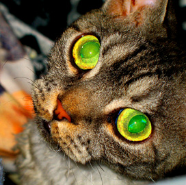 And, yes, the eyes can seem this striking.
