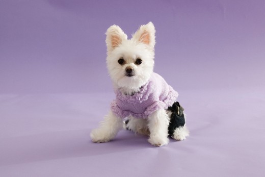 Dog clothing in action