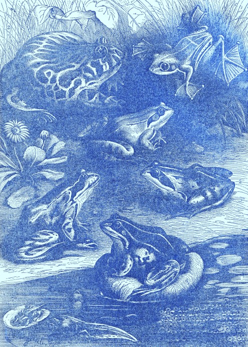 Flying frog, Horned frog, Jumping frog, Grass frog, Moor frog, Pond frog, Spawn, and Tadpoles at various stages.  Art by ~ Jerilee Wei