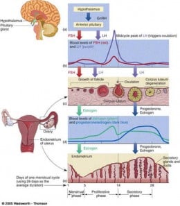 Common Ailments of Reproductive System