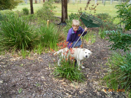 Our Labrador likes the native flora growing in our front garden.