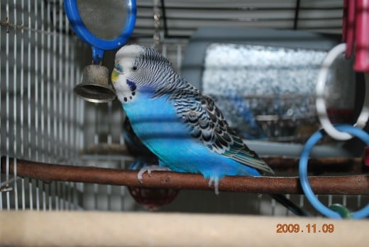 This male is in very good condition for his age, its important to keep the cage clean and provide fresh water every day