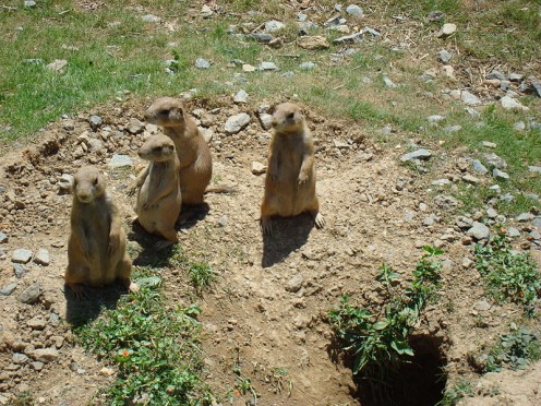 A group of prairie dogs at Hersheypark, Zoo America.