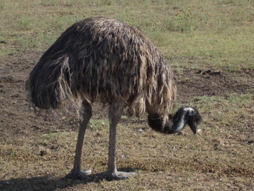 The Emu one of the largest birds in the world , features on the Australian Coat of Arms.