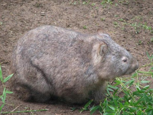 Wombat very common in the Eastern states of Australia