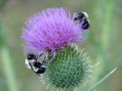 Bumblebees are in danger in most developed countries due to destruction of their natural habitat, hedgerows, and the widespread use of pesticides which have destroyed many of the wildflowers. In the United Kingdom, 