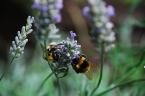If the bee disappeared off the surface of the globe, then man would only have four years left to live."- Albert Einstein.  