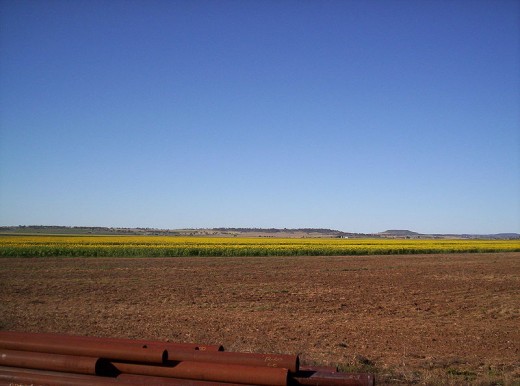 A crop of sunflowers on the Darling Downs.