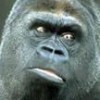 Gorilla Pages profile image