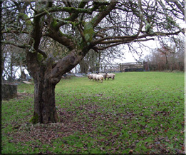 Garden invaded by sheep from field next door. 