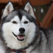 ZiJo profile image