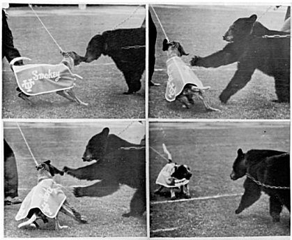Smokey II vs. Baylor Bear