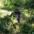 A bachelor silverback gorilla A bachelor silverback gorilla