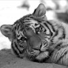 opinionator profile image