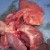 Following from the right ventricle into the pulmonary artery, you can see the heartworms. Following from the right ventricle into the pulmonary artery, you can see the heartworms.