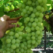 Growing Grapes 15 profile image