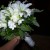 Stephanotis Stephanotis