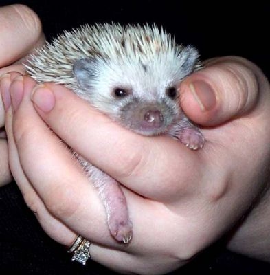 The Hedgehogs... be careful with their quills though especially when they are not in the mood.