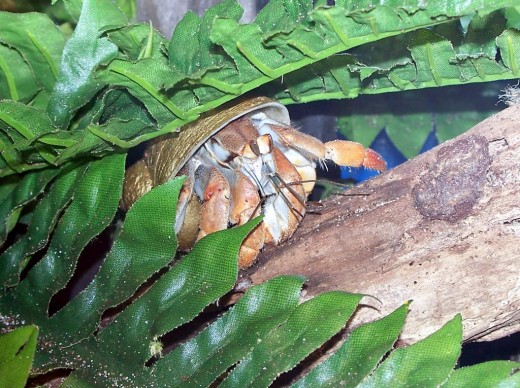 The Ecuadorian Crab flashing its crabby glory.