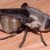 botfly    nescu.or photo