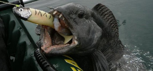 wolf fish from Johan Svenson of Norway courtesy of Kayak Kevin