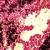 Gram-positive Staphylococcus is purple after Gram staining. Magnification 1000xTM. T. Port Gram-positive Staphylococcus is purple after Gram staining. Magnification 1000xTM. T. Port