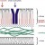 Diagram of bacterial cell wall structure. Diagram of bacterial cell wall structure.