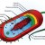 Labeled diagram of bacterial cell structure by Mariana Ruiz. Labeled diagram of bacterial cell structure by Mariana Ruiz.