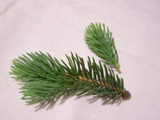 A pine branch from a spruce tree.