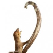 jjarman profile image