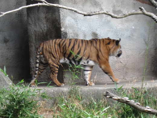 Sumatran Tiger in Woodland Park Zoo in Seattle, Washington