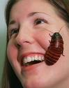 "Do I feel a ticling sensation on my face?"  This is a Hissing Cockroach.    photo weblogs.sunsentinel.com