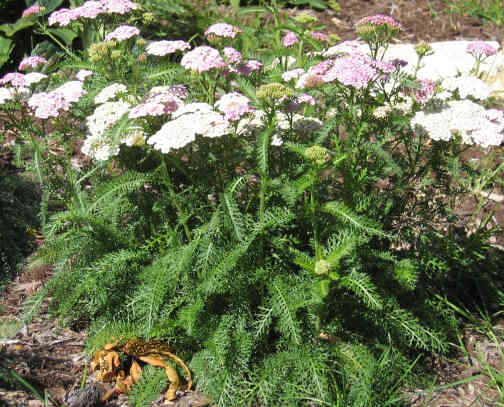 Yarrow.  The leaves and flowers are both useful.  They can be collected at any time, dried and stored for future use.